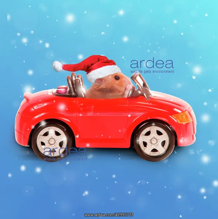 : Hamster driving miniature sports convertible car : Hamster driving miniature sports convertible car
