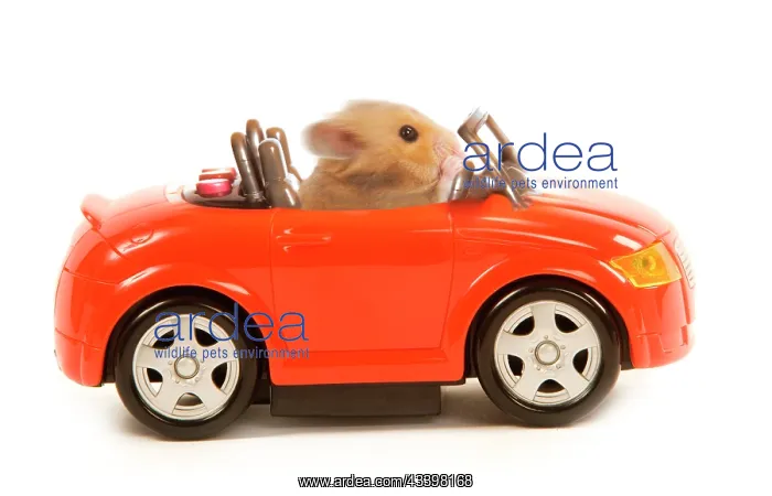 : Hamster driving miniature sports convertible car : Hamster driving miniature sports convertible car