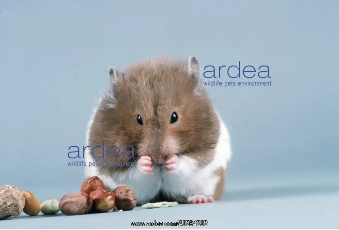 : HAMSTER - eating nuts : HAMSTER - eating nuts