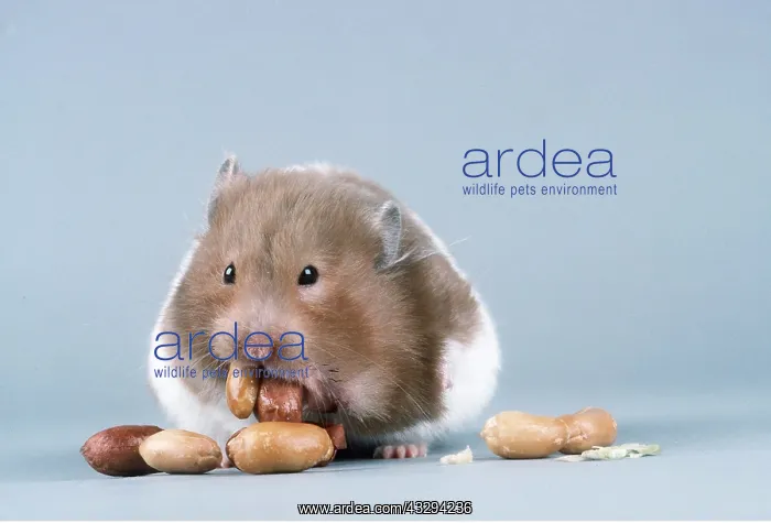: HAMSTER - Emptying cheek pouches of nuts : HAMSTER - Emptying cheek pouches of nuts
