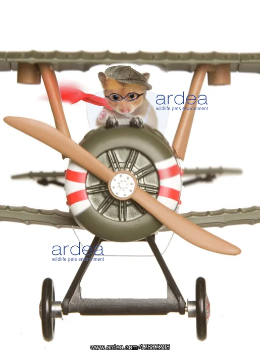 : Hamster - flying aeroplane : Hamster - flying aeroplane