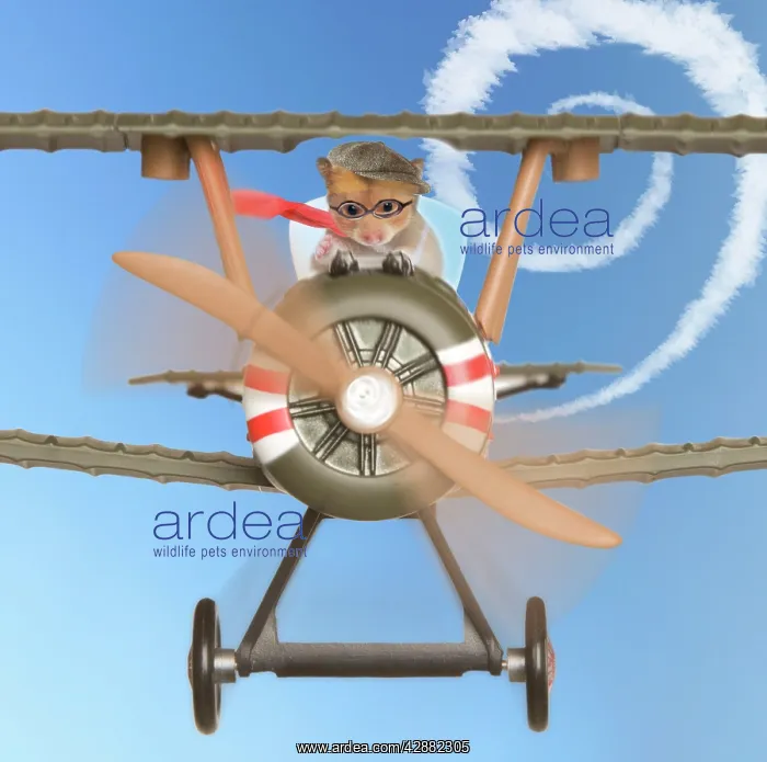 : Hamster - flying aeroplane : Hamster - flying aeroplane