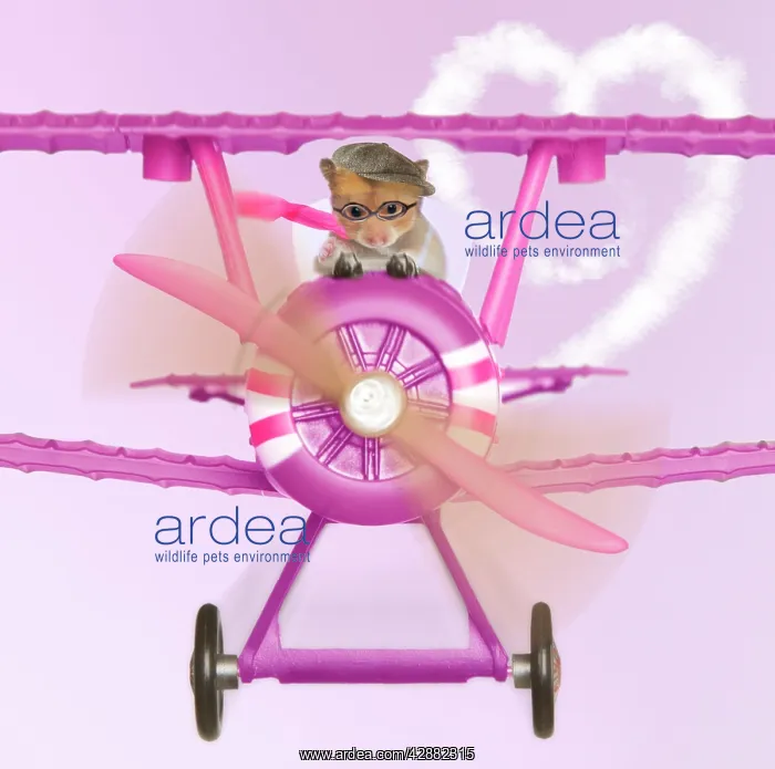 : Hamster - flying aeroplane : Hamster - flying aeroplane