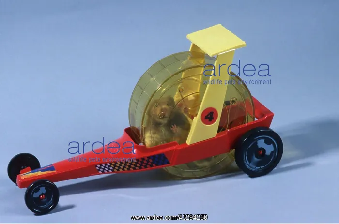 : HAMSTER - in fun racing car cage : HAMSTER - in fun racing car cage