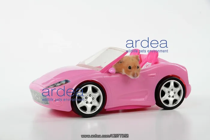 : HAMSTER. hamster in a pink toy car : HAMSTER. hamster in a pink toy car