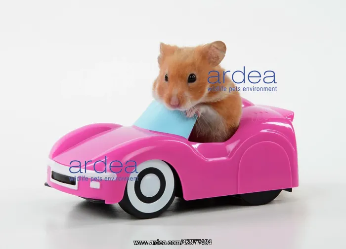 : HAMSTER. hamster in a pink toy car : HAMSTER. hamster in a pink toy car