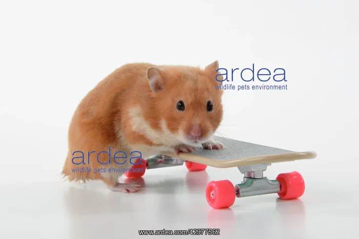 : HAMSTER. Hamster on / with a scateboard, studio : HAMSTER. Hamster on / with a scateboard, studio