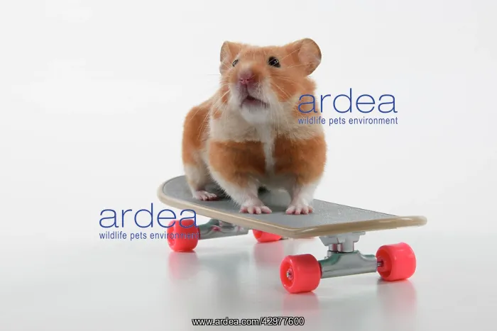 : HAMSTER. Hamster on / with a scateboard, studio : HAMSTER. Hamster on / with a scateboard, studio