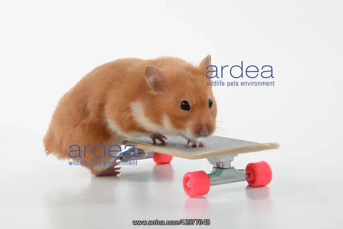 : HAMSTER. Hamster on / with a scateboard, studio : HAMSTER. Hamster on / with a scateboard, studio