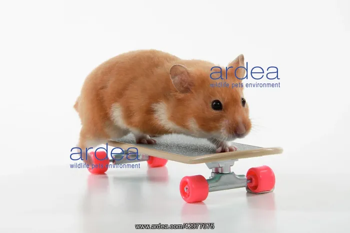 : HAMSTER. Hamster on / with a scateboard, studio : HAMSTER. Hamster on / with a scateboard, studio