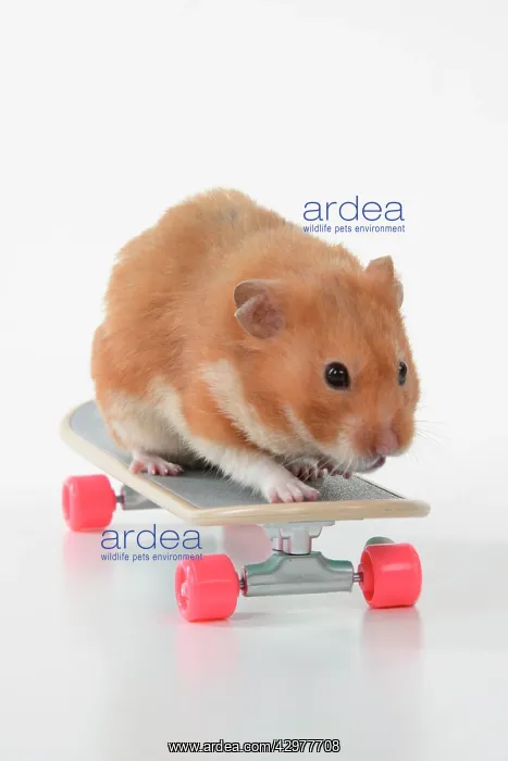 : HAMSTER. Hamster on / with a scateboard, studio : HAMSTER. Hamster on / with a scateboard, studio