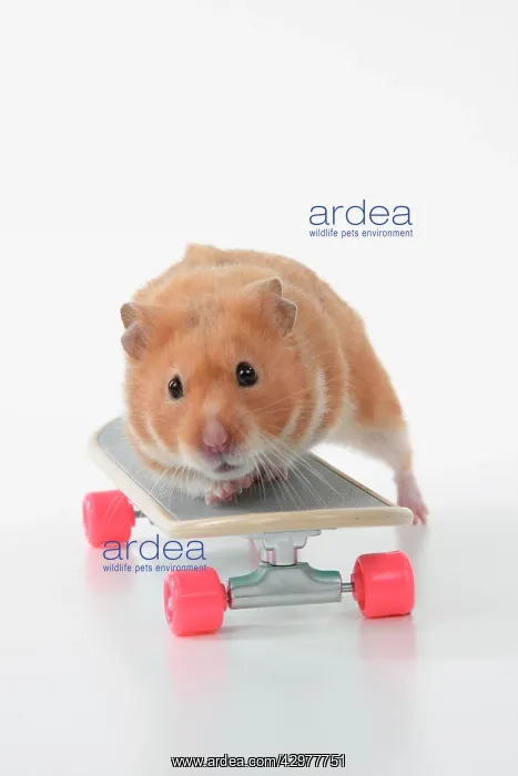 : HAMSTER. Hamster on / with a scateboard, studio : HAMSTER. Hamster on / with a scateboard, studio