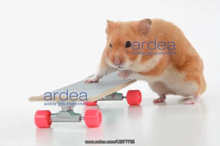 : HAMSTER. Hamster on / with a scateboard, studio : HAMSTER. Hamster on / with a scateboard, studio