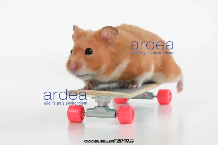 : HAMSTER. Hamster on / with a scateboard, studio : HAMSTER. Hamster on / with a scateboard, studio