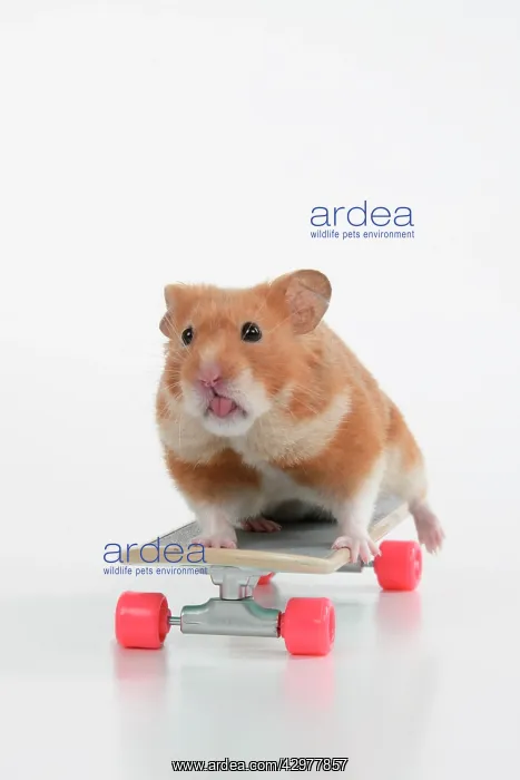 : HAMSTER. Hamster on / with a scateboard, studio : HAMSTER. Hamster on / with a scateboard, studio