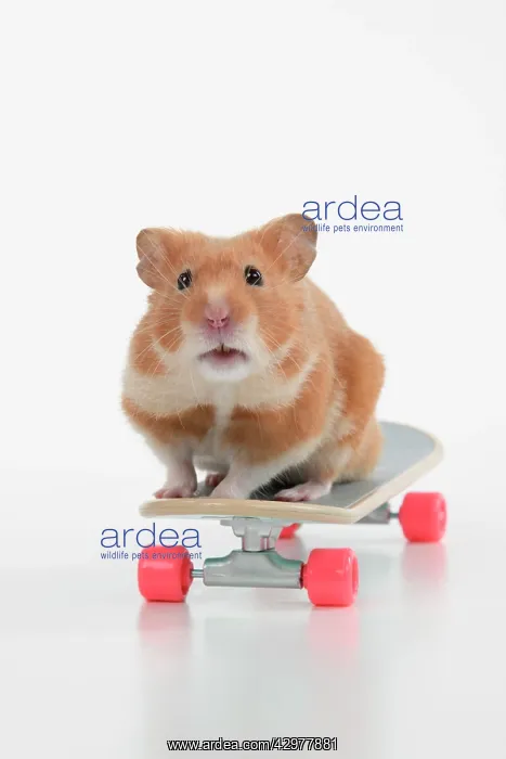 : HAMSTER. Hamster on / with a scateboard, studio : HAMSTER. Hamster on / with a scateboard, studio