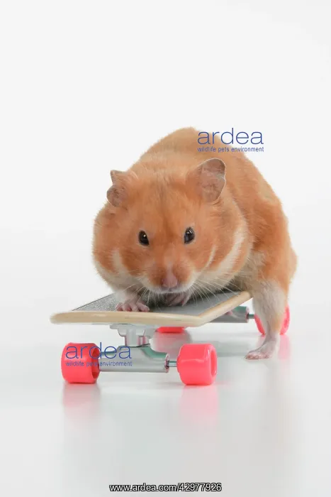: HAMSTER. Hamster on / with a scateboard, studio : HAMSTER. Hamster on / with a scateboard, studio