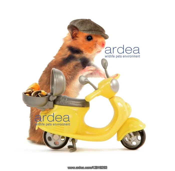 : Hamster in hat and about to ride miniature moped bike : Hamster in hat and about to ride miniature moped bike