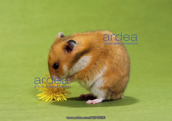  : Hamster - mini