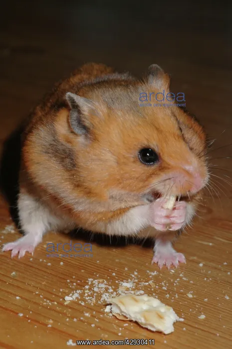  : HAMSTER - nibbling on biscuit