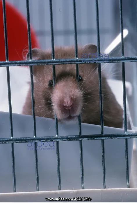  : HAMSTER - nose through bars