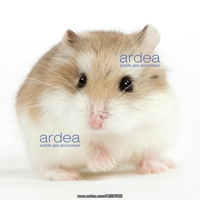 : Hamster Roborovski : Hamster Roborovski