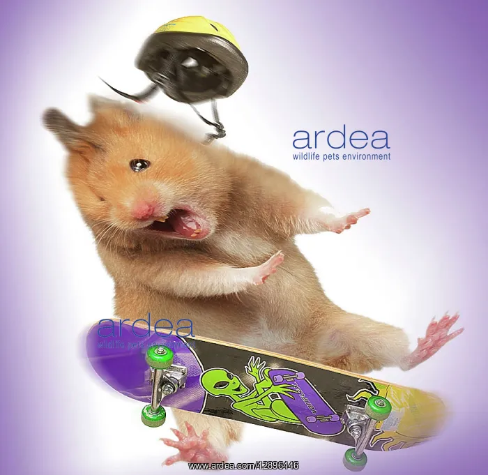 : Hamster - with skateboard & helmet : Hamster - with skateboard & helmet