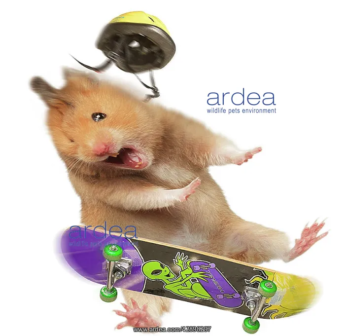 : Hamster - with skateboard & helmet : Hamster - with skateboard & helmet