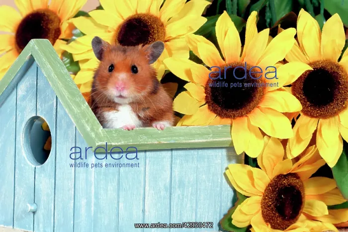 : Hamster standing in Birdhouse in front of Sunflowers : Hamster standing in Birdhouse in front of Sunflowers