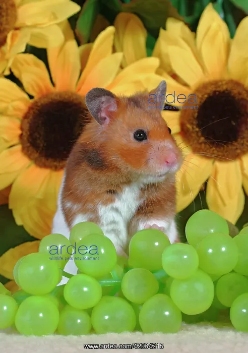 : Hamster standing, with grapes in front of sunflowers : Hamster standing, with grapes in front of sunflowers