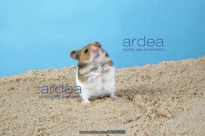 : Hamster - Standing on hind legs : Hamster - Standing on hind legs
