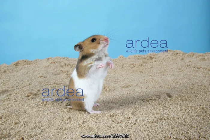 : Hamster - Standing on hind legs : Hamster - Standing on hind legs