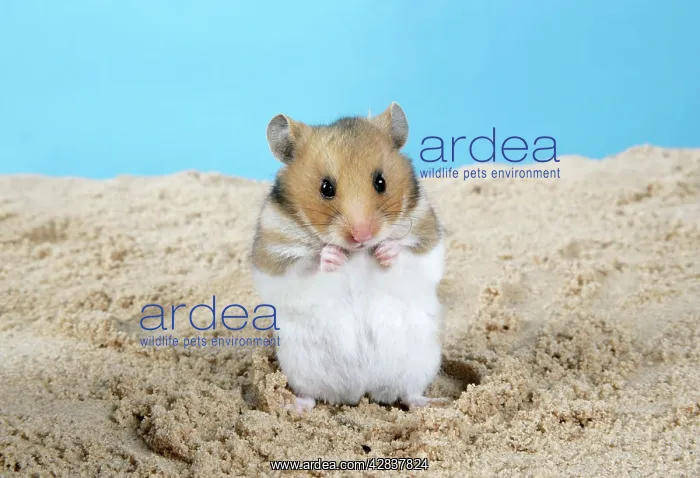 : Hamster - Standing on hind legs : Hamster - Standing on hind legs