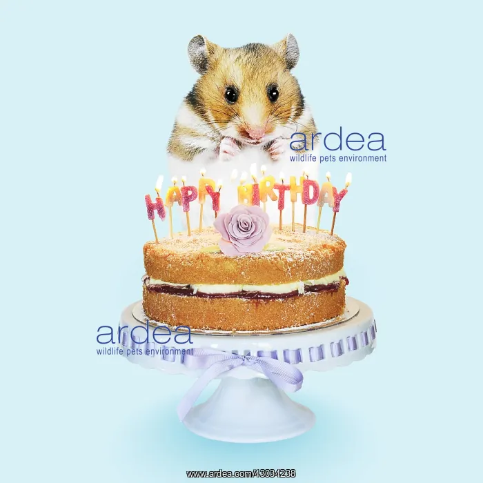  : Hamster - Standing on hind legs with Birthday