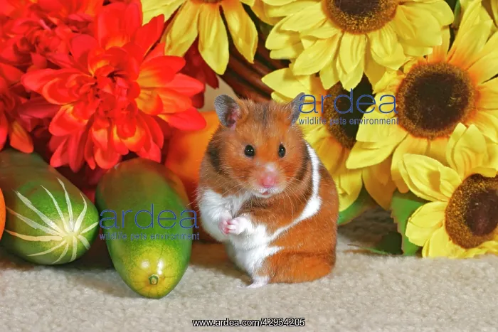 : Hamster standing up in front of sunflowers : Hamster standing up in front of sunflowers