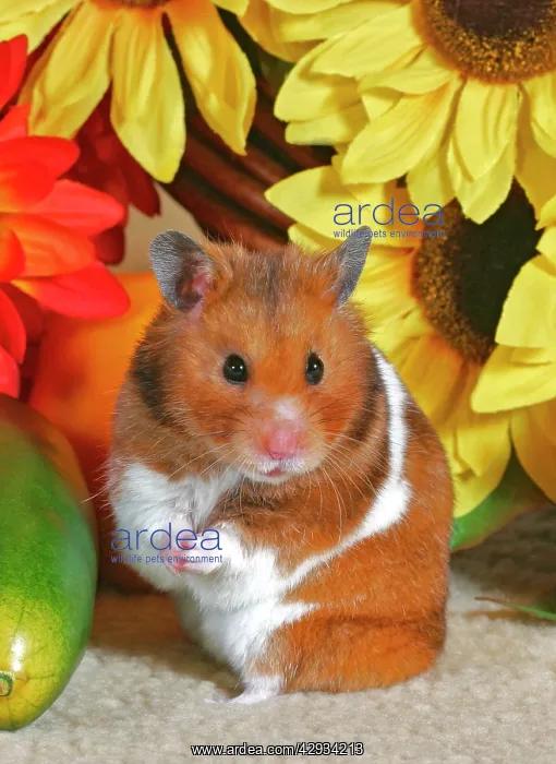 : Hamster standing up in front of sunflowers : Hamster standing up in front of sunflowers