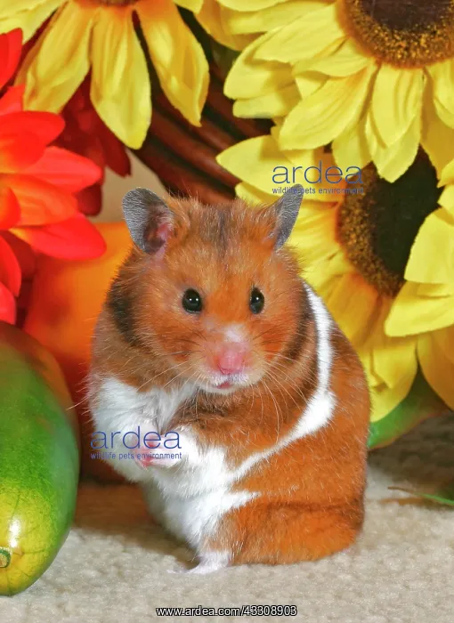: Hamster standing up in front of sunflowers : Hamster standing up in front of sunflowers