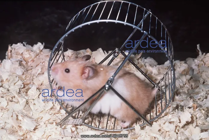 : HAMSTER - using exercise wheel : HAMSTER - using exercise wheel