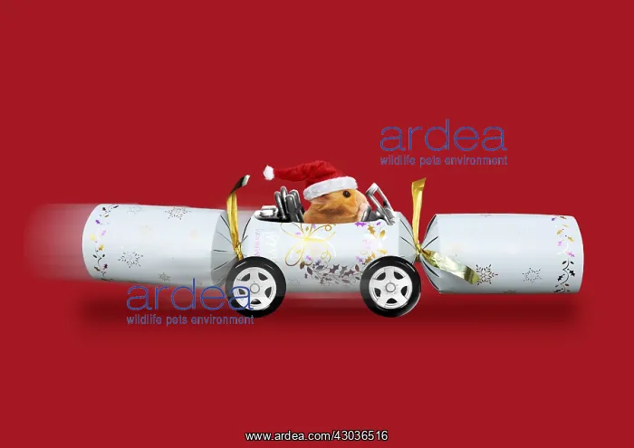 : Hamster wearing Christmas hat in Christmas cracker : Hamster wearing Christmas hat in Christmas cracker
