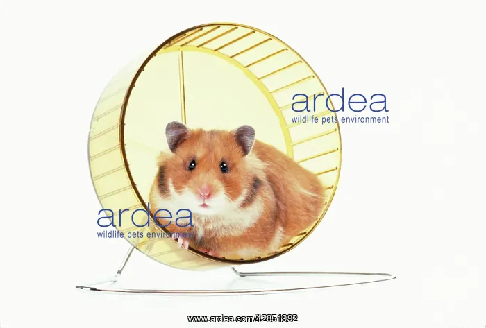  : HAMSTER - on wheel