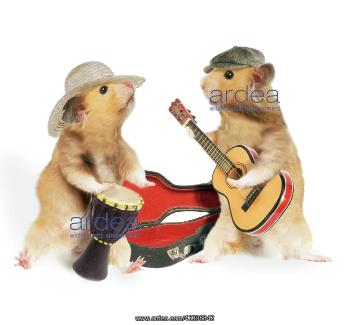 : Hamsters - playing musical instruments : Hamsters - playing musical instruments