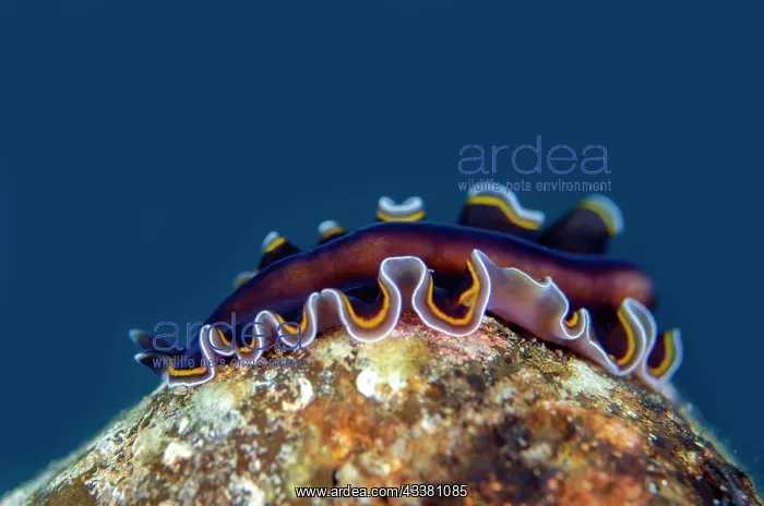 : Hancock's Flatworm - Kubu Reef dive site, Tulamben : Hancock's Flatworm - Kubu Reef dive site, Tulamben