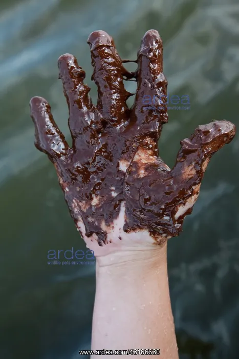 : Hand covered in crude : Hand covered in crude
