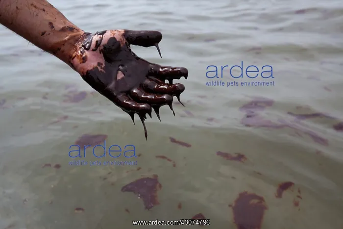  : Hand covered in crude oil
