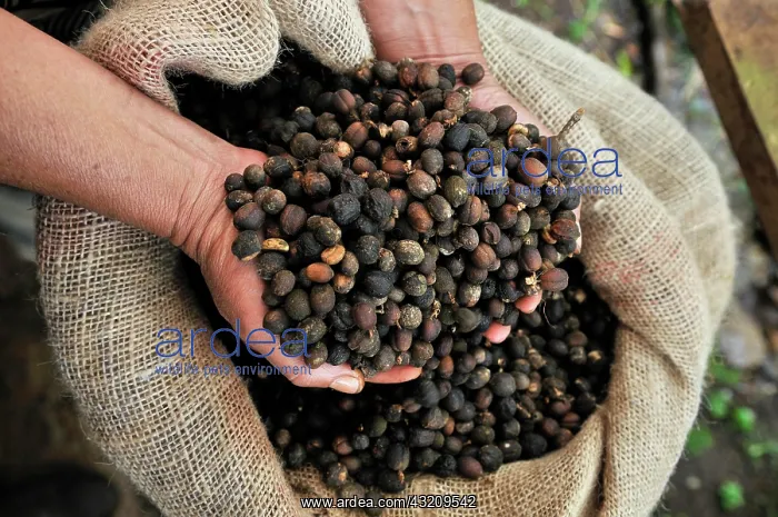 : Hand filled with coffee beans, Miraflor-Moropotente : Hand filled with coffee beans, Miraflor-Moropotente