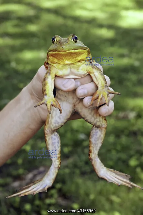 : Hand holding Bullfrog : Hand holding Bullfrog