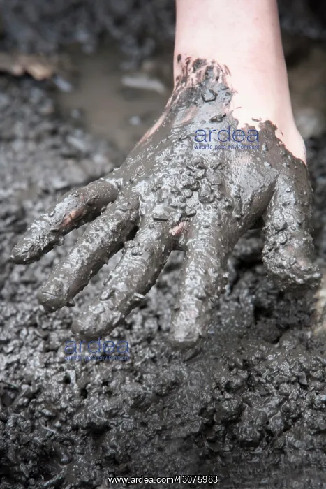 : Hand in mud : Hand in mud