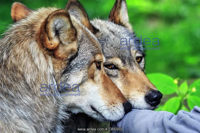: Two hand-reared gray wolves (Canis lupus), captive : Two hand-reared gray wolves (Canis lupus), captive