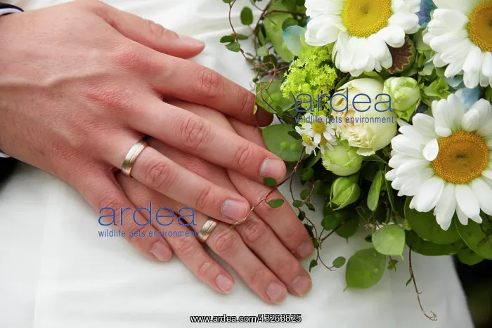 : Hands of the bride and the groom, bridal bouquet : Hands of the bride and the groom, bridal bouquet