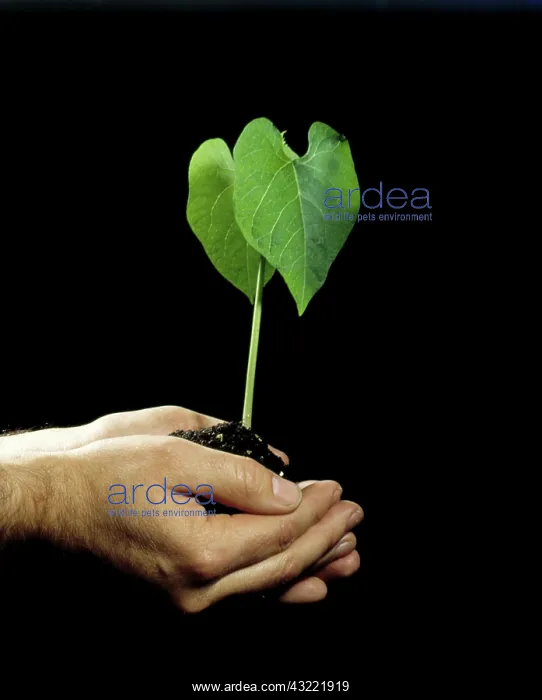 : Hands holding bean plant : Hands holding bean plant